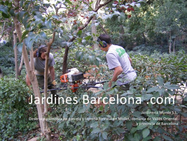 Jardiners realitzant esbrossada forestal de parcel�la a Mollet del Vall�s, provincia de Barcelona i comarca del Vall�s Oriental