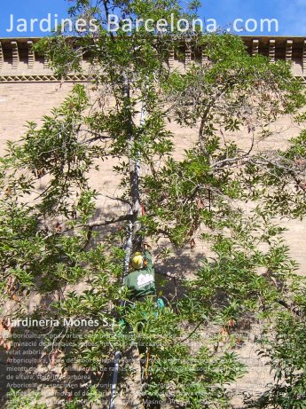 Arboricultura, poda arbre exemplar, sanejament, esporga, tall de branques, manteniment d?arbres, eliminaci de branques seques, formaci de la capada, aclarida de copa, reducci d?alada, seguretat arbria. Tiana, Montgat, Alella, Cabrils, Arenys, Masnou