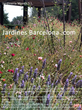 Prado, natural, biodiversidad, sostenibilidad, flora, jardinera, paisaje, montaa, naturaleza, tranquilidad, medio ambiente, Servicios en el Baix Llobregat, Barcelons y Maresme