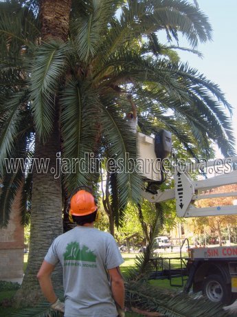Jardiner de Jardineria Mon�s executant una tala de palmera amb mitjans manuals, mec�nics i de trepa. Jardineria Mon�s ofereix els seus serveis de tala o poda d'arbres i arbustives al Maresme, Barcelona, Baix Llobregat i Vall�s 