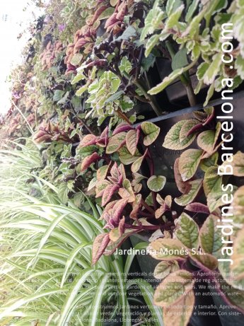 En Jardineria Mon�s dise�amos y construimos jardines verticales de todo tipo y tama�o. Aprovechamos cualquier espacio para a�adir verde. Vegetaci�n y plantas de exterior e interior. Con sistema de riego autom�tico. Barcelona, Badalona, Llobregat, Vall�s.