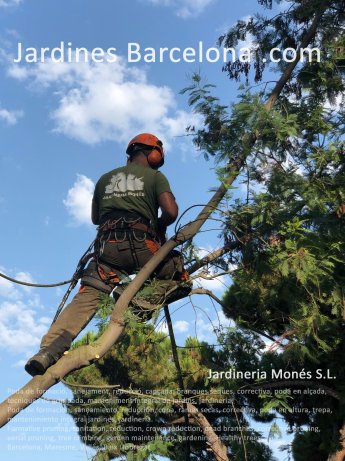 Poda de formaci, sanejament, reducci, capada, branques seques, correctiva, poda en alada, tcniques de grimpada, manteniment integral de jardins, jardineria. Arbres saludables. Barcelona, Maresme, Valls, Baix Llobregat.