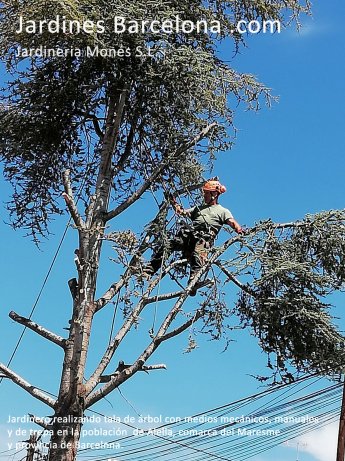 Jardiner de Jardineria Mon�s executant una tala d'arbre cedre amb mitjans manual, mec�nics i de trepa a Alella, comarca del Maresme i provincia de Barcelona