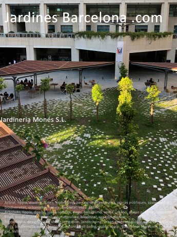 Arbolado, lippia, dise�o, losas, sombra, riego, paisajismo, verde urbano, plazas p�blicas, sostenibilidad, biodiversidad, urbanismo, naturaleza, bienestar, espacio p�blico. Barcelona, Maresme, Llobregat, Vall�s