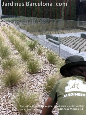 Ejecuci�n de cubierta vegetal y jard�n vertical para una constructora en Barcelona. L�minas, substratos, riego y plantaciones.