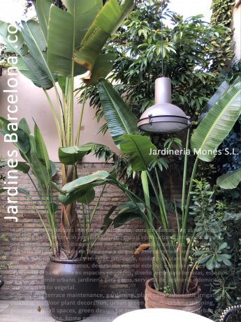 mantenimiento de balcones y terrazas, jardinera, cuidado de plantas, riego automtico, limpieza de patios, decoracin vegetal exterior, espacios verdes urbanos, jardinera urbana, poda en espacios pequeos, diseo verde para terrazas, espacios exteriores