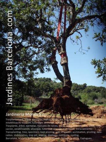 Trasplante. Poda de formaci�n, saneamiento, reducci�n, copa, ramas secas, correctiva, poda en altura, trepa, mantenimiento integral jardines, jardiner�a. �rboles saludables. Barcelona, Maresme, Vall�s, Baix Llobregat