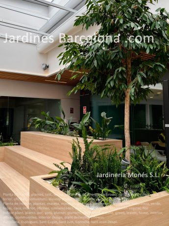 Planta de interior, plantas, maceta, macetas, jardinera, jardineras, decoracin, naturaleza, verde, hojas, casa, interior, oficinas, comunidades, diseo de interiores, decoracin vegetal, flor. Barcelona, Esplugues, Sant Cugat, Sant Just, Cornell, Sant J