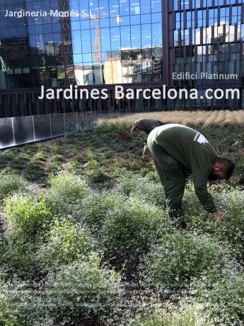 Asesoramiento y mantenimiento de las zonas ajardinadas y del riego del edificio Platinum. Barcelona.