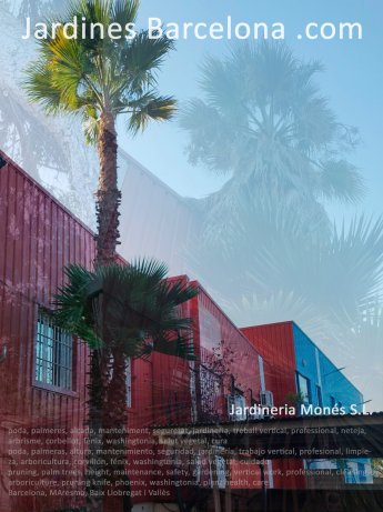 poda, palmeras, altura, mantenimiento, seguridad, jardiner�a, trabajo vertical, profesional, limpieza, arboricultura, corvill�n, f�nix, washingtonia, salud vegetal, cuidados. Barcelona, Maresma, Baix Llobregat i Vall�s