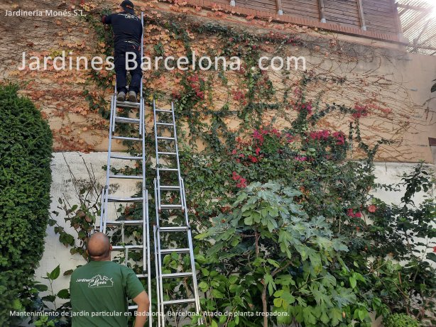 En Jardiner�a Mon�s realizamos todas las tareas necesarias para un buen mantenimiento de su jard�n. Atado de planta trepadora en Badalona, Barcelona.