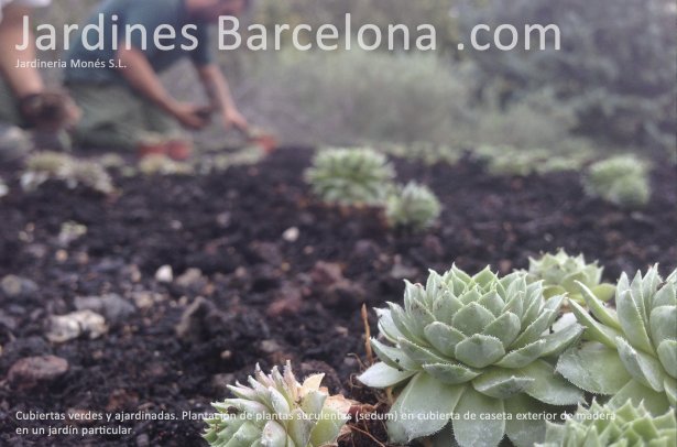 Execuci� de coberta vegetal amb plantaci� de sedum sobre caseta de fusta tractada per a exteriors en un jard� de Cabrils, Barcelona.