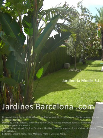 Dise�o de jard�n. Madera. Mobiliario exterior. Plantaciones. Strelitzia augusta. Planta tropical. Riego por goteo autom�tico. Badalona, Matar�, Tiana, Tei�, Montgat, Premi�, Vilassar, Alella.
