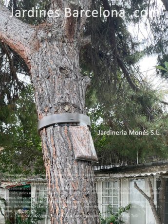 Procesionaria del pino, orugas, trampas de bolsa, captura, control biol�gico, feromonas, pinos, defoliaci�n, pelos urticantes, salud p�blica, tratamiento preventivo, plaga forestal, ciclo vital, anillo trampa, descenso larvario. Alella, Tiana, Cabrils, Ar