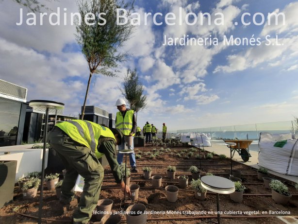 Jardineria Mon�s cuenta con un equipo de t�cino y de jardineross cualificados y especialitzados en cubiertas verdes y vegetales.