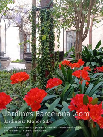 En Jardineria Mons ofrecemos servicio de mantenimiento de jadinera en Barcelona, Baix llobregat y Maresme. Podas, limpiezas, control del riego aotomtico, tratamientos fitosanitarios.