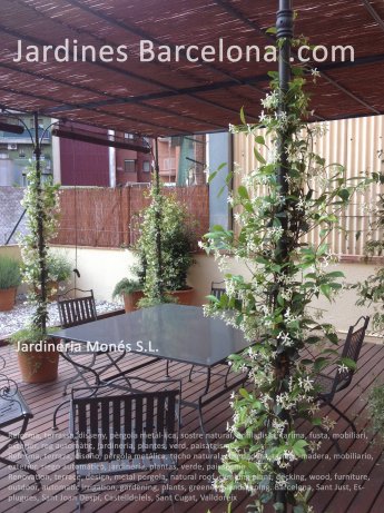 Reforma, terraza, diseo, prgola metlica, techo natural, enredadera, tarima, madera, mobiliario, exterior, riego automtico, jardinera, plantas, verde, paisajismo. Barcelona, Sant Just, Esplugues, Sant Joan Desp, Castelldefels, Sant Cugat, Valldoreix 