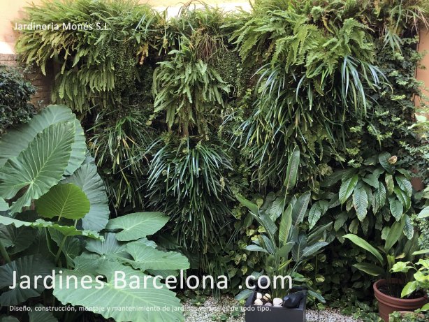 En Jardineria Mons diseamos, montamos y hacemos mantenimiento de todo tipo de jardines verticales. Jardin vertical dentro de un patio particular en Sant Just Desvern, Barcelona.