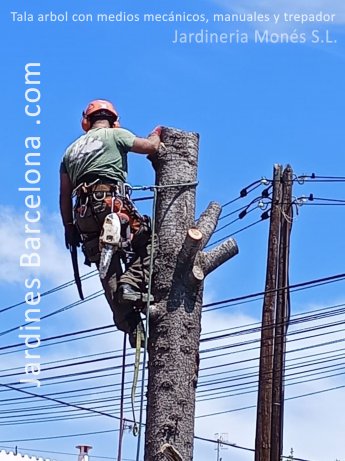 Jardiner de Jardineria Mon�s executant la tala d'un arbre cedre amb mitjans manuals, mec�nics i de trepa a la poblacio de Alella, comarca del Maresme i provincia de Barcelona