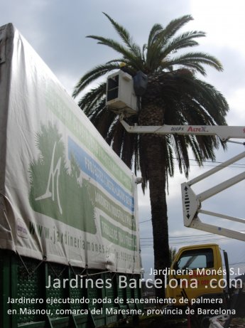 Jardiner de Jardineria Mon�s executant una poda de sanejament de palmera a Montgat, comarca del Maresme i provincia de Barcelona