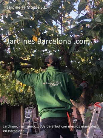 Trabajos de jardineria de poda de morara (morus alba) en un restaurante en Barcelona