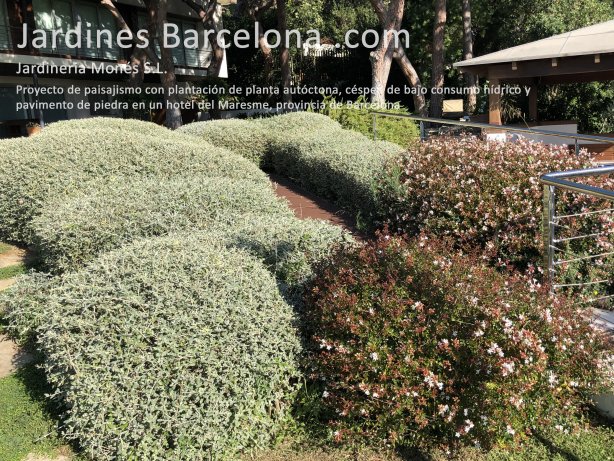 Proyecto de paisajismo con plantaci�n de planta aut�ctona, c�sped de bajo consumo h�drico y pavimento de piedra para un hotel en el Maresme provincia de Barcelona