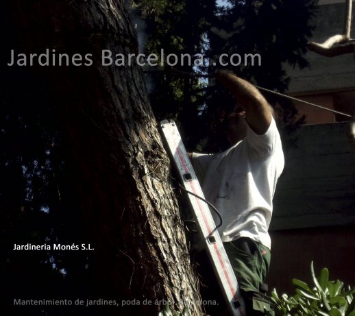 Jardineria Mons ofereix els seus serveis de tala o poda d'arbres i arbustives al Maresme, Barcelona, Baix Llobregat i Valls 