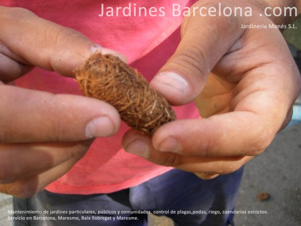 En Jardineria Mon�s ofrecemos servicio de mantenimiento de jadiner�a en Barcelona, Baix llobregat y Maresme. Podas, limpiezas, control del riego aotom�tico, tratamientos fitosanitarios.