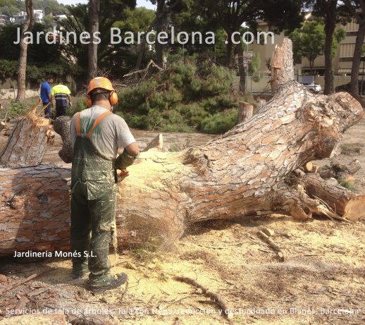 A Jardineria Mons realitzem tot tipus de tala d'arbres. Amb trepa i tcniques de grimpada. A Barcelona, Maresme, Baix Llobregat i Valls