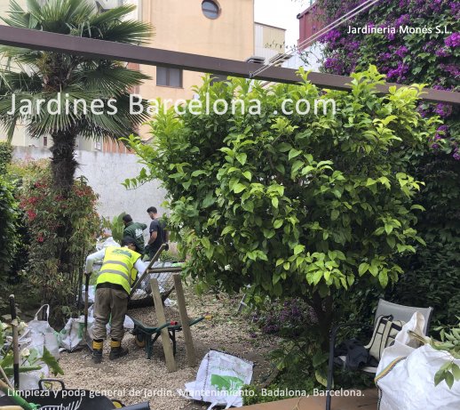 A Jardineria Mon�s realitzem treballs de poda, neteja i tractaments de tot tipus de vegetaci� i arbres. Barcelona, Baix Llobregat, Maresme i Vall�s