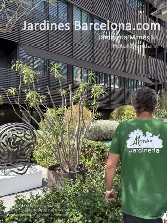 Mantenimiento de jardiner�a y riego en el Hotel Mandarin