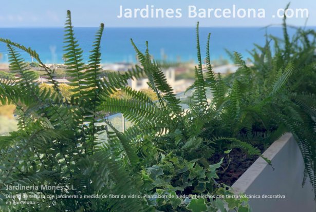 Jardineria Mon�s ha dise�ado esta terraza con jardineras a medida de fibra de vidrio con plantaci�n de helechos y hiedras y sistema de riego autom�tico por goteo en Barcelona.