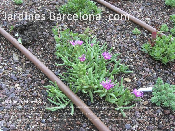 Riego por goteo, sistema, programador, goteros, inundadores, ahorro de agua, gotero, presi�n, tuber�a, microtubo, telegesti�n, instalaci�n y dise�o de red. Barcelona, Barcelon�s, Maresme, Llobregat i Vall�s.