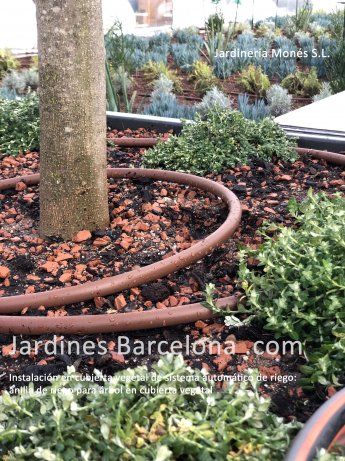 Jardineria Mon�s ha realizat la instal�laci� de reg en una coberta vegetal. En aquesta foto observem una anella de reg per goteig per a un arbre situat a una coberta de Barcelona