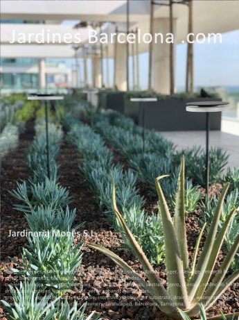 cubiertas verdes, cubiertas vegetales, extensivas, intensivas, sustrato ligero, drenaje, retencin hdrica, biodiversidad, sostenibilidad, verde urbano, ajardinadas. Barcelona, Tarragona, Lleida i Girona